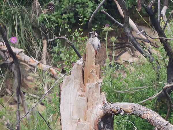 Syrische bonte specht (Dendrocopos syriacus)